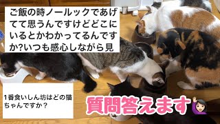 朝ごはんの猫たちの位置は把握しているの？【質問コーナー】