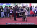 2016.12.04 seocho fci u0026 kkf dog show cane corso