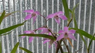 Dendrobium hercoglossum Blooms - and Other Stuff