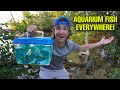 Finding Saltwater FISH In FISH FILLED AREA!! *for my aquarium*