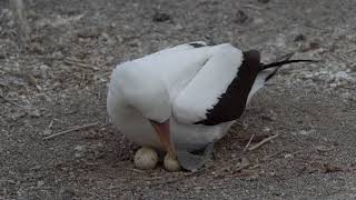 Galapagos Nazca Boobies