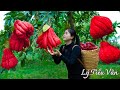 How to harvest Red Budha's Hand & Go to the market to sell - Farming and Cooking | Daily Life