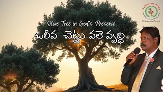 దేవుని సమక్షంలో ఒలీవ చెట్టు  కీర్తన 52:8 Growing Strong Like an Olive Tree in God’s Presence