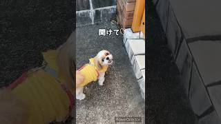 ちゃんとお家の場所がわかってるななちゃん🐶えらい♡#dog #シーズー #시추 #犬