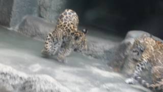 天王寺動物園の双子ジャガー①　20161025