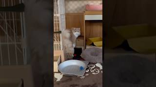 怒った子猫がする行動　もふもふのサイベリアンの三つ子　#shorts 怒る猫