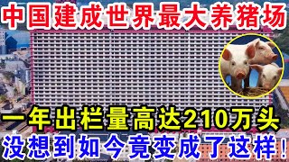 中国建成世界最大养猪场，一年出栏量高达210万头，没想到如今竟变成了这样！