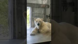 のんびりフブキくん🐻‍❄️💙 #東山動植物園 #シロクマ #ホッキョクグマ #polarbear