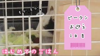 【モルモット】ピータンお迎え1日目\u0026はじめてのごはん1nd day after starting to keep guinea pigs