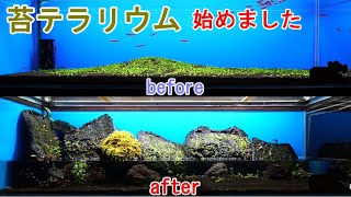 グロッソスティグマから苔テラリウムに変更