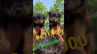 Rottweiler Puppies Cheapest price 💥 #rottweiler #rottweilerpuppy