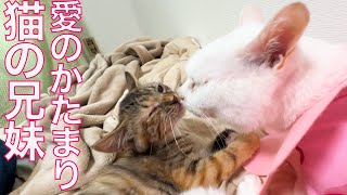 ウチューネコとコムギ子猫、愛情が暴走する My spacecats' skit