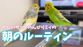 モーニングルーティン♪我が家のセキセイインコ、サァとミィの朝はこうして始まります♪