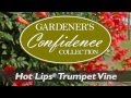 Hot Lips® Trumpet Vine from the Gardeners Confidence® Collection