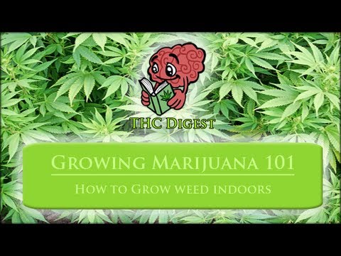 Growing Marijuana 101 - Weed Growing Guide And Coaching - YouTube