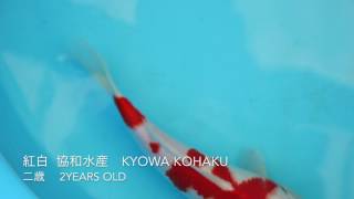 二歳　紅白　協和水産　KOHAKU KYOWA