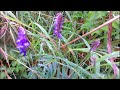 british wildflowers august