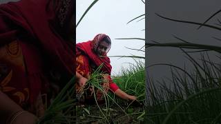 শেষমেশ কামলার কাজ করিয়ে নিল।#village #minivlog #shortsfeed #vlog #food #bangladesh #dailyvlog