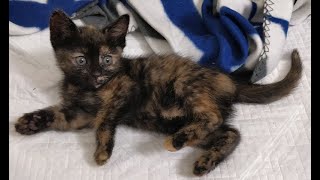 Playful Tortie Tortoiseshell Kitten