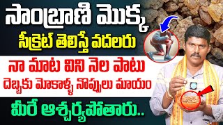 M Ramesh Babu - సాంబ్రాణి చెట్టు సీక్రెట్ తెలిస్తే వదలరు | Health Benefits of Sambrani | iDream