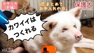 【保護犬預かり】3匹まとめてお手入れ祭り、前編。【福岡近郊、里親様募集】