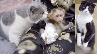 初めて赤ちゃん猿にあった猫たちの反応が面白すぎた笑