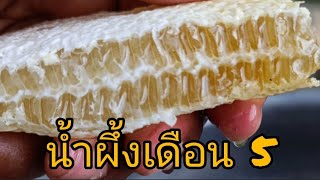 น้ำผึ้งเดือน 5 | วิธีจับผึ้งโพรง