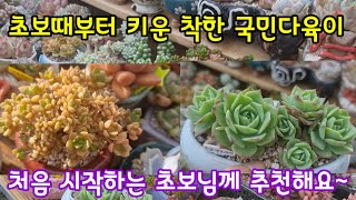 제가 처음 시작할때 부터 키우는 다육이  초보님께 추천해요~🍀모두 착하고 순둥한 국민다육이 로 시작해 보세요 ~🤗