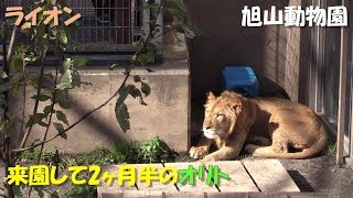 【ライオン】オリト（旭山動物園）Lion \