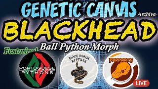 GENETIC CANVAS- ARCHIVES: BLACKHEAD BALL OYTHON MORPH BREAKDOWN!! ft. INSANE WORLD FIRSTS