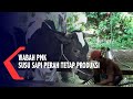 Produksi Susu Sapi Perah Tidak Terpengaruh PMK