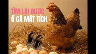 Tìm Lại Được Ổ Gà Mất Tích Ở Nơi Không Ngờ Tới #den94vlog #trending #pet #animals