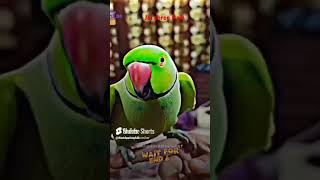 Parrot talking jai shri ram