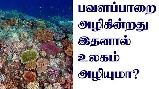 பவள பாறை இல்லை என்றால் நிலம் அழிந்துவிடும்