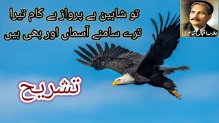 Tu shaheen hai parwaaz hai kaam tera.. Tashreeh in Urdu| Allama Iqbal| Baal-e-jibreel-60