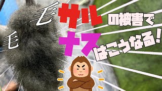 見も毛もよだつ！猿の被害にあったナスの衝撃な映像