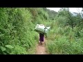 What our Bakonjo mothers in Bwera Kasese go through carrying heavy loads from mountain Rwenzori