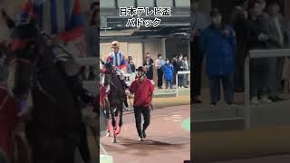 日本テレビ盃・パドック  #日本テレビ盃 #船橋競馬場  #競馬