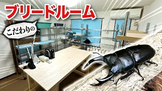 オオクワガタ飼育の為にブリーダーがこだわった部屋がこちらです