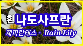 흰나도샤프란,제피란테스 Rain Lily,나도사프란