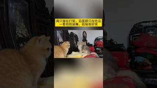 两只猫在打架，后面那只在吃瓜一看他就装睡，结局很好笑#shorts #funny #laugh #cat #猫