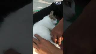 বিড়ালের বডি ম্যাসাজ🤣🤣🤣🐈