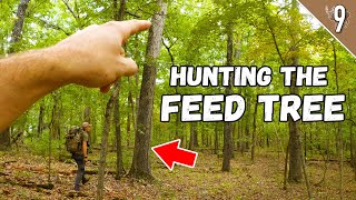 DEER HUNTING FEED TREES!!! - (How to find deer in BIG WOODS!)
