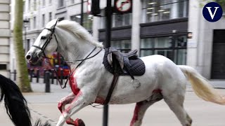 Cinco caballos, uno de ellos ensangrentado, siembran el caos I LONDRES I La Vanguardia