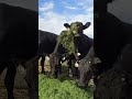 how algae keeps cows healthy