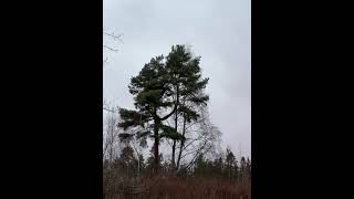 View on standalone pine in Karelia 🌲 #russia #karjala #karelia #nature #forest