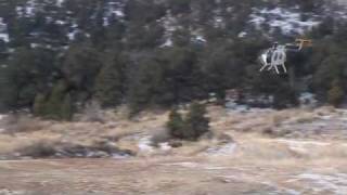 Mule Deer Helicopter Capture