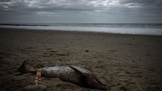 Scoperto in Francia il macabro cimitero dei delfini