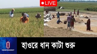 শিলাবৃষ্টি-ঝড়ের আভাসে দ্রুত ধান কাটার পরামর্শ || Haor Paddy Cutting