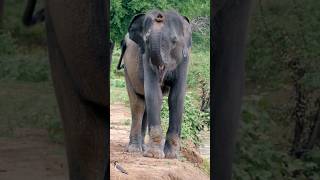 Asian elephant trumpet #wildanimals #shorts